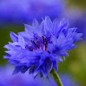 Meet your Posher, Adelaide